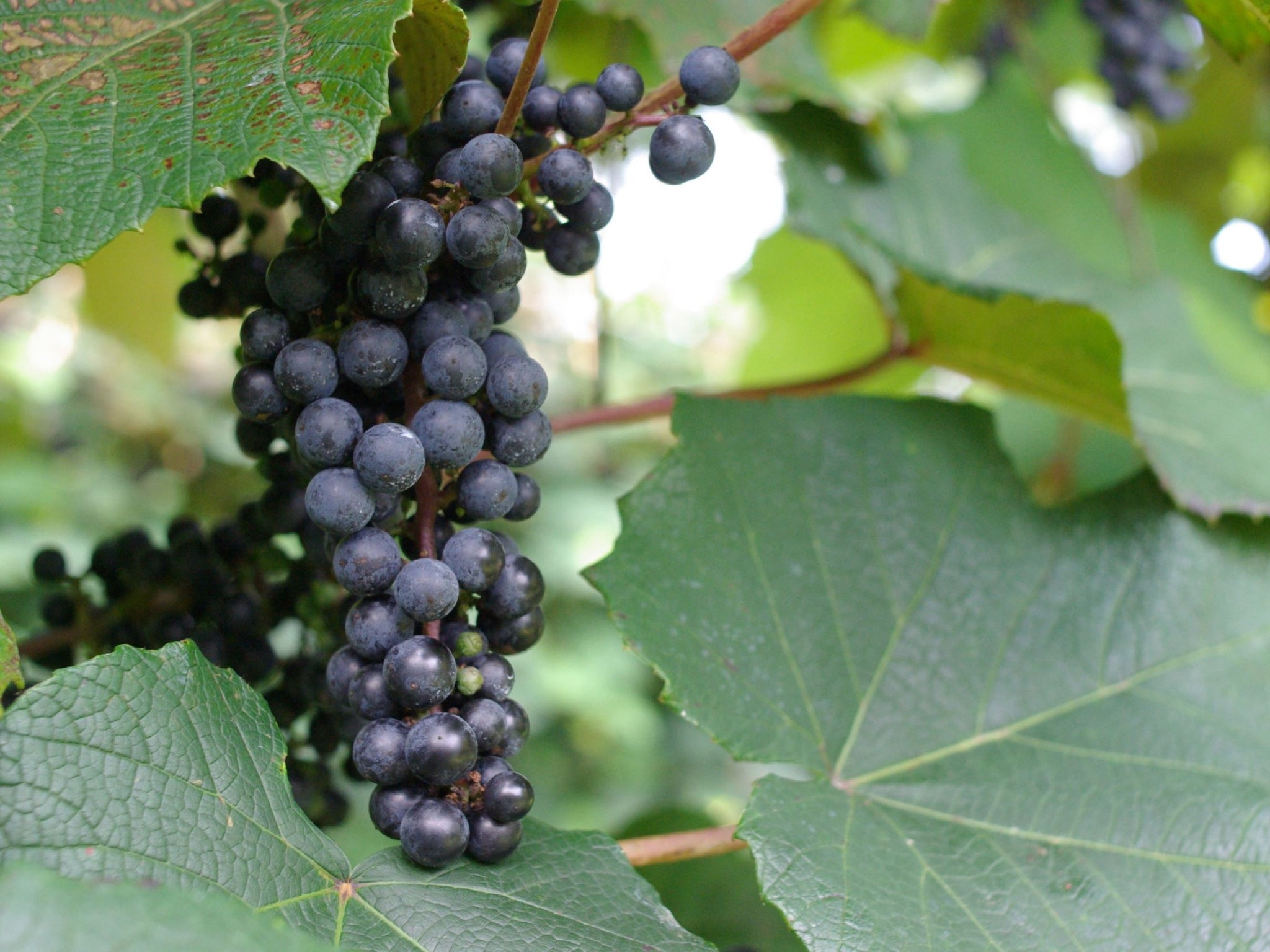 山ぶどうのお酒300ml 小谷産 山ぶどう – 道の駅おたり